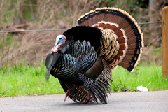 Wild Turkey - Photo (c) Matt K, some rights reserved (CC BY-NC), uploaded by Matt K