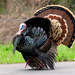 Wild Turkey - Photo (c) Matt K, some rights reserved (CC BY-NC), uploaded by Matt K