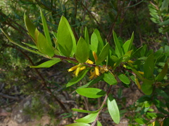 Persoonia myrtilloides