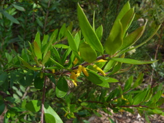 Persoonia myrtilloides