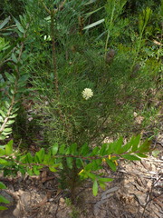 Persoonia myrtilloides