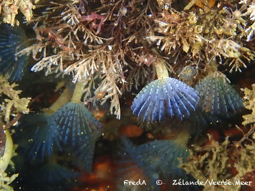 Paarse kokerworm, Goes, NL-ZE, NL, photo 6 of 10