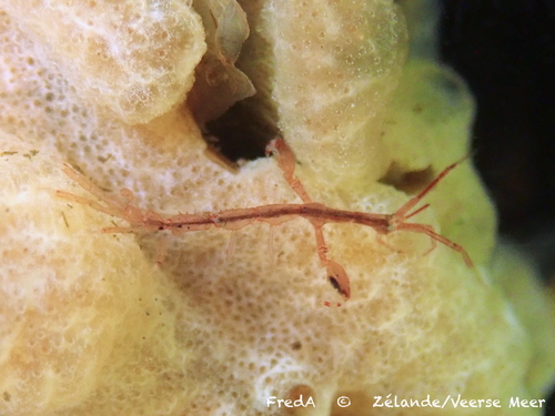 Japanese Skeleton Shrimp, Goes, NL-ZE, NL, photo 8 of 10