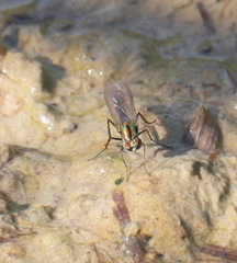Plagioneurus univittatus