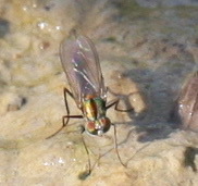 Plagioneurus univittatus