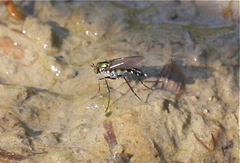 Plagioneurus univittatus