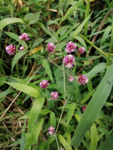 Alternanthera porrigens