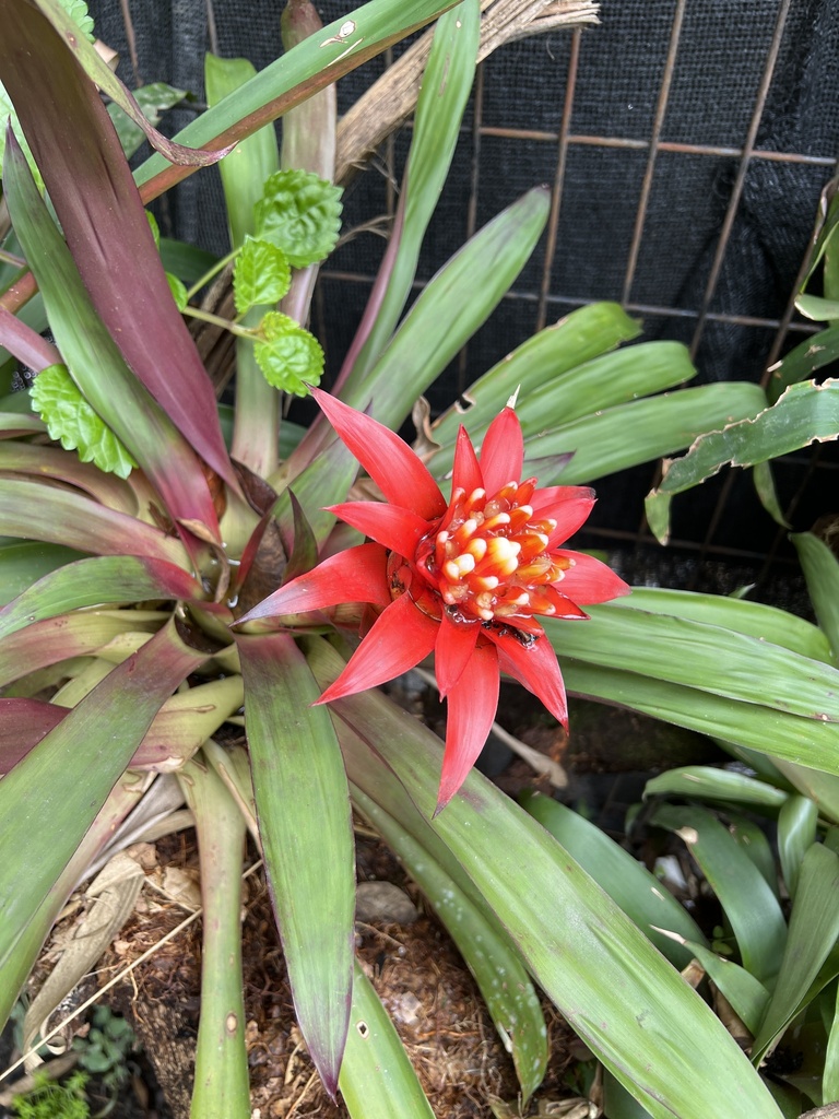 Guzmania central tank detail