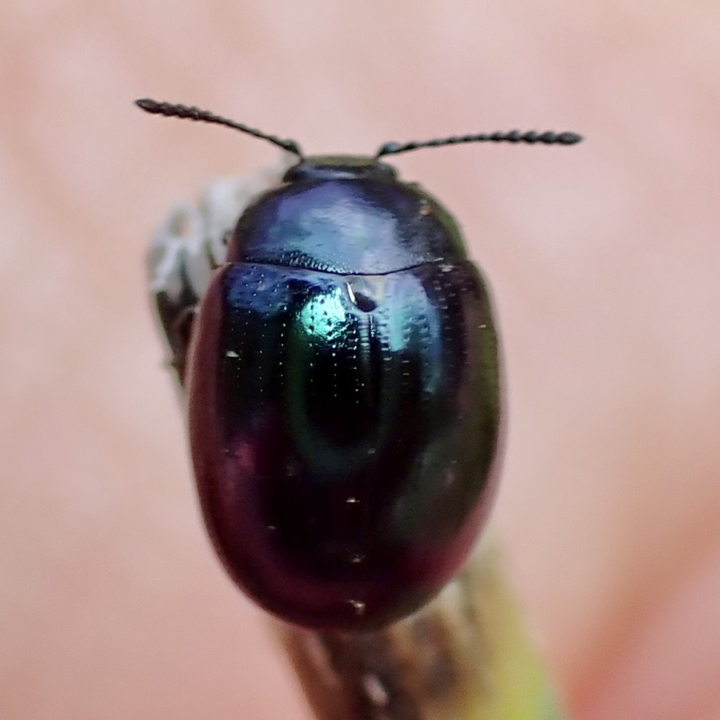 Purple Phaedon
