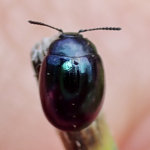 Purple Phaedon