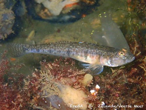 Sand Goby, photo 8 of 9