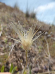 Catananche lutea