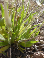 Catananche lutea