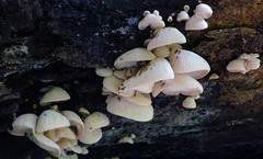 Lentinellus cochleatus