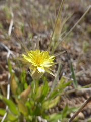Catananche lutea