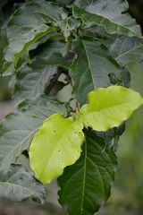 Bunchosia glandulifera
