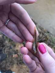Etheostoma edwini