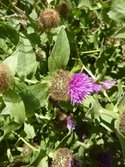 Centaurea pectinata