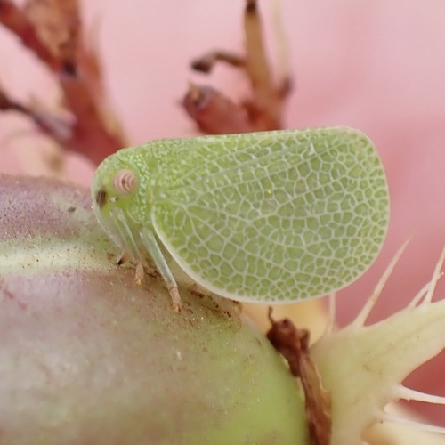 Acanalonia immaculata observed 2023-08-22