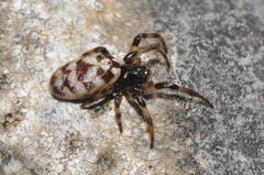 Nemoscolus laurae