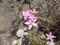 Centaurium quadrifolium