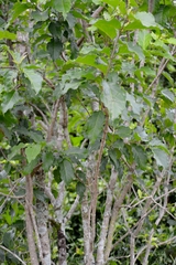 Bunchosia glandulifera