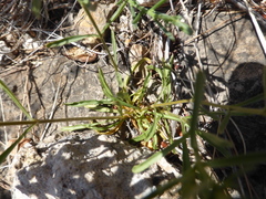 Centaurium quadrifolium