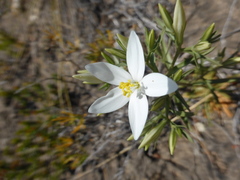 Centaurium quadrifolium