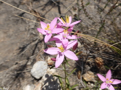 Centaurium quadrifolium