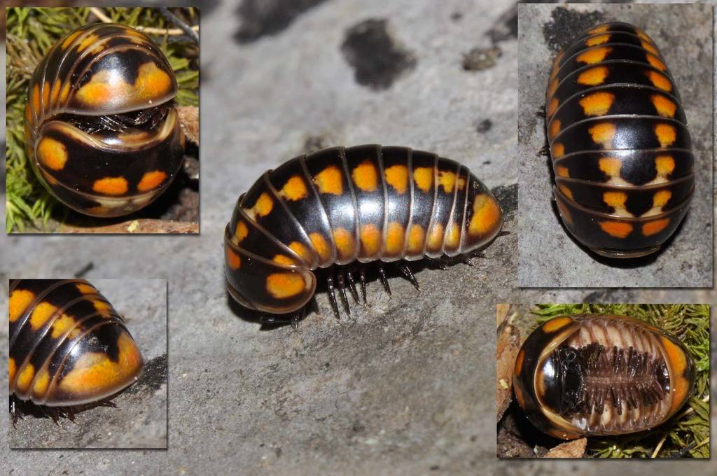Glomeris esterelana
