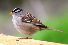 Zonotrichia leucophrys