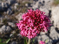 Centranthus lecoqii