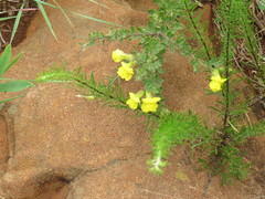 Pearsonia aristata