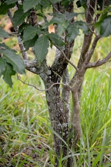 Bunchosia glandulifera
