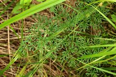 Peucedanum palustre