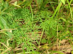 Peucedanum palustre