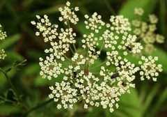 Peucedanum palustre
