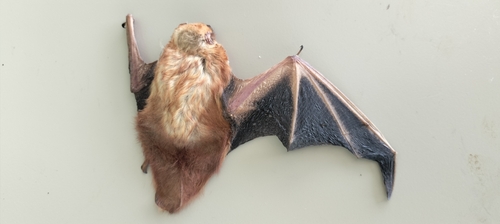 Desert Red Bat