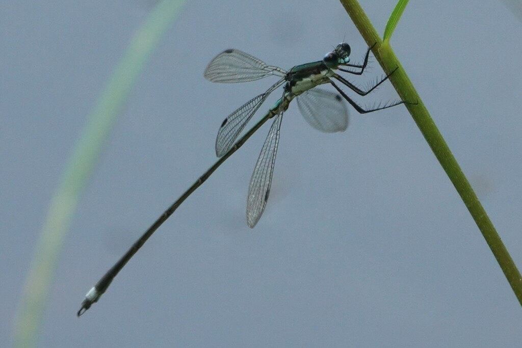 Swamp Spreadwing