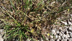 Argentina anserinoides