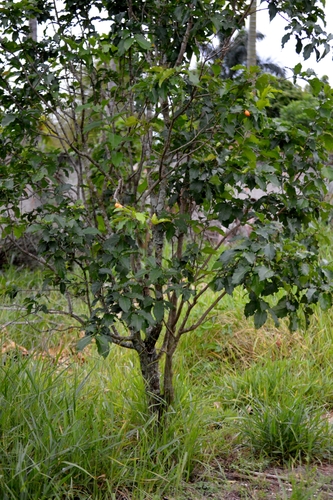 Image of Bunchosia glandulifera by (c) Douglas, some rights reserved (CC BY)