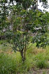 Bunchosia glandulifera