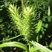 Carex lupuliformis - Photo (c) Eric M Powell,  זכויות יוצרים חלקיות (CC BY-NC), uploaded by Eric M Powell