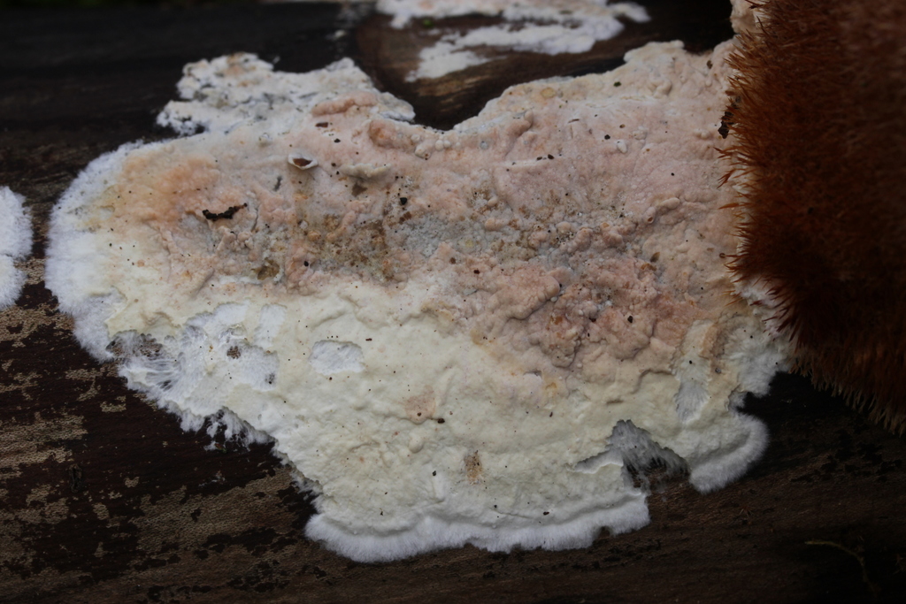 Granulobasidium