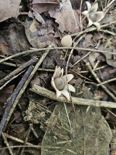Exareolata