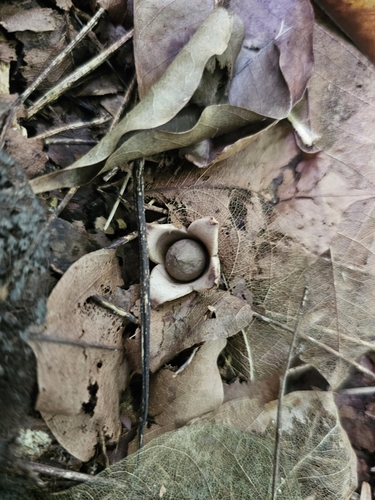 Exareolata (Photo 6 of 8)