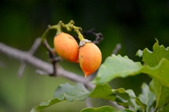 Bunchosia glandulifera