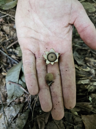 Geastrum