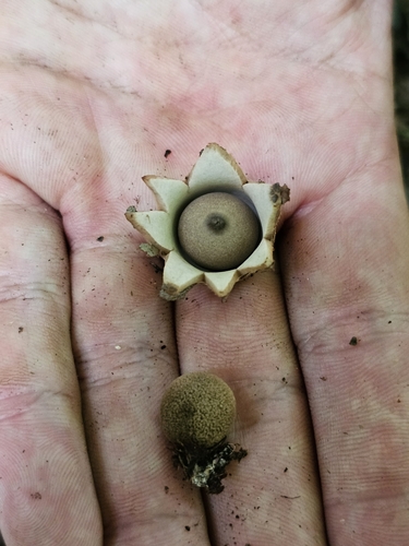 Geastrum (Photo 2 of 5)