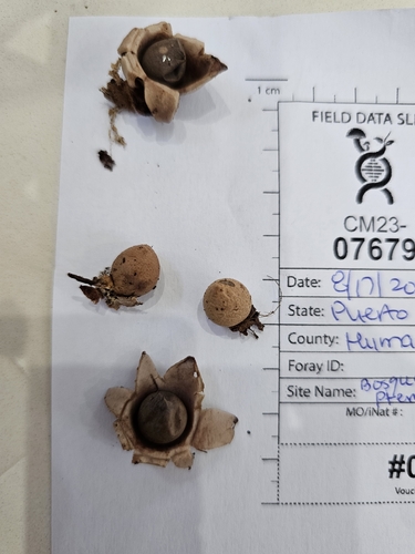 Geastrum (Photo 3 of 5)